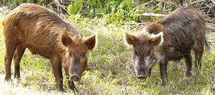 Feral Hogs