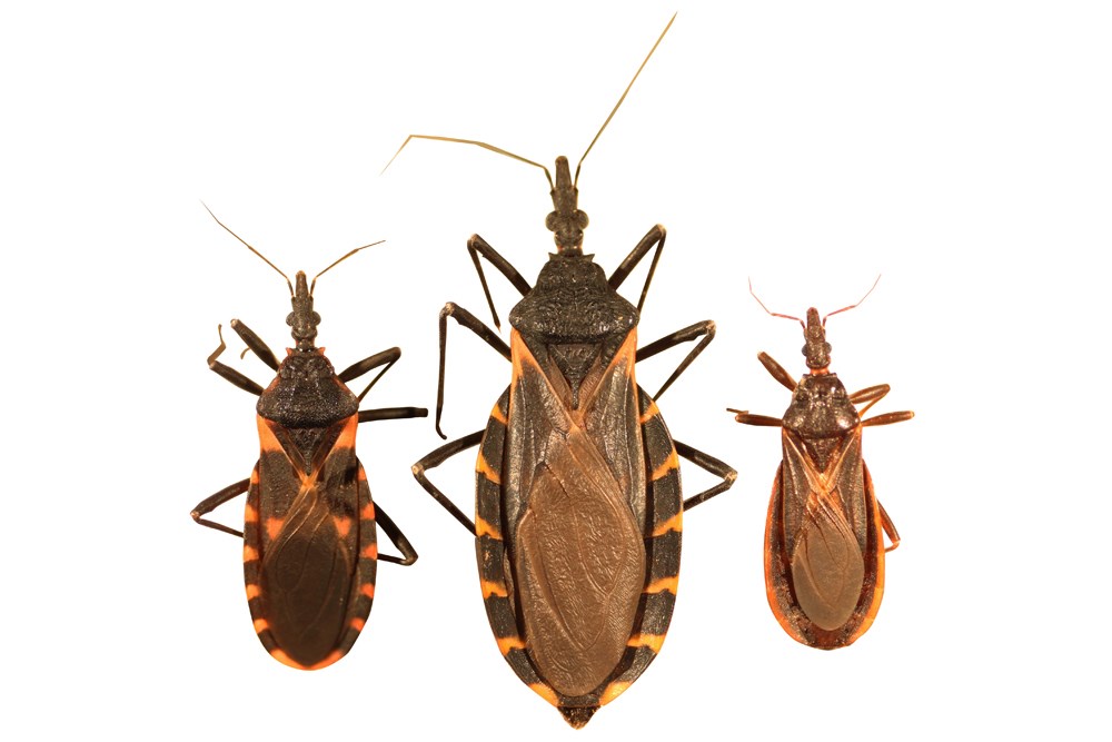 Insects in the City: Kissing Bugs Fort Bend