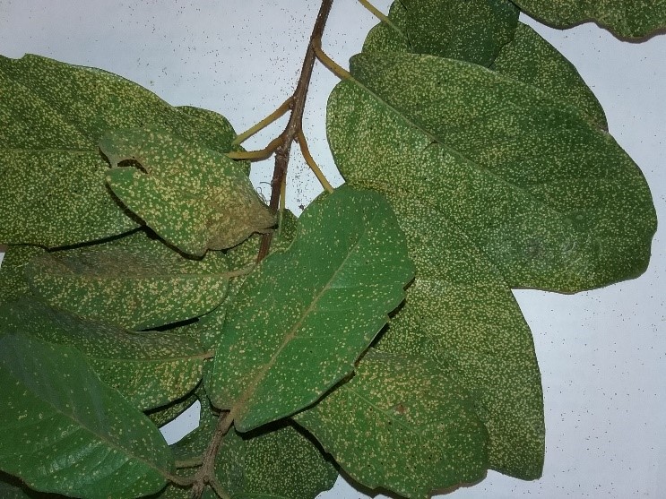 Aphids - Oak Leaves showing small white yellow dots on upper surface
